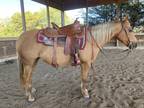 7 yr old Palomino Grade Quarter horse Mare