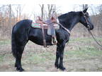 Super Nice Registered Friesian Sport Horse Mare, Rides and Drives, Quiet Natured