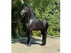 Magnificent 16.2hh Black Friesian Gelding Horse Ready To go