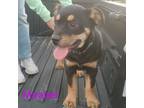 Adopt Mirabel a Rottweiler