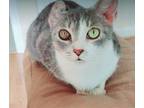 Adopt Miley a Tabby, Domestic Short Hair