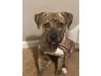 Adopt Mable a Mountain Cur