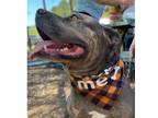 Adopt Harley a American Staffordshire Terrier