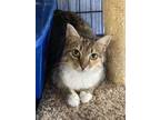 Adopt Dulcinea a Tabby, Calico