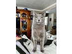 Adopt Stormy a Russian Blue