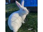 Adopt Snowdrop a Bunny Rabbit