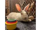 Adopt Rhiannon a Bunny Rabbit