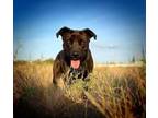 Adopt Anaya a Pit Bull Terrier