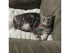 Adopt Feisty a Silver, Tabby