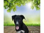 Adopt Faith a Labrador Retriever, Pit Bull Terrier
