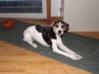 Adopt Betsy a Jack Russell Terrier