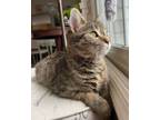 Adopt Paisley a Domestic Short Hair