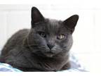 Adopt Zombie a Domestic Short Hair