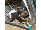 Adopt Ridge a German Shepherd Dog