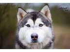 Adopt Oso a Siberian Husky