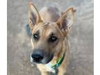 Adopt GUACHAQUI a Carolina Dog, Mixed Breed
