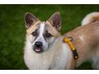 Adopt HAON a Shiba Inu, Basenji