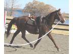 Adopt Dusty a Thoroughbred