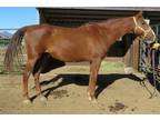 Adopt Butch a Saddlebred