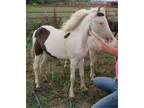 Adopt Spice a Shetland Pony