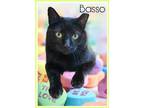 Adopt Basso (FCID# 12/06/2023 - 42) C a Domestic Short Hair
