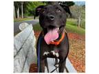 Adopt Bailey a Labrador Retriever