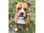 Adopt TEDISON a American Staffordshire Terrier, Mixed Breed