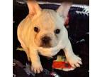 French Bulldog Puppy for sale in Harker Heights, TX, USA