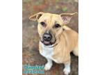 Adopt DIMITRI a Black Mouth Cur