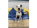 Adopt CLYDE a Pit Bull Terrier, Mixed Breed