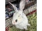 Adopt Harvey - Foster a Bunny Rabbit