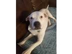 Adopt Cruz a Pit Bull Terrier