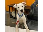 Adopt Luke a Mixed Breed