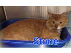 Adopt Stone a Domestic Medium Hair