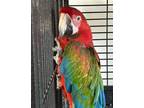 Adopt Freddie a Macaw