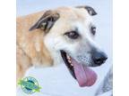 Adopt Whiskey a Mixed Breed