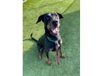 Adopt Dior a Doberman Pinscher, Mixed Breed