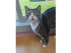 Adopt Colonel a Domestic Short Hair