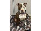 Adopt Grizzly a Pit Bull Terrier, Mixed Breed