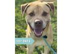 Adopt Donner a Labrador Retriever