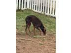 Adopt Roman a Doberman Pinscher