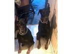 Adopt Ace,Cassandra a Doberman Pinscher