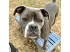 Adopt Prince a Pit Bull Terrier