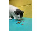 Adopt Neville a Domestic Short Hair