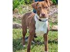 Adopt Tzalmon a Pit Bull Terrier