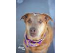 Adopt RustyCupid a Labrador Retriever, Australian Cattle Dog / Blue Heeler