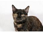 Evermore Domestic Shorthair Kitten Female