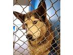 Sadie Husky Adult Female