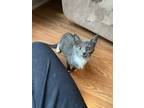 Veve Domestic Shorthair Young Female