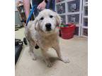 Mrs. Helen Shirley Great Pyrenees Puppy Female